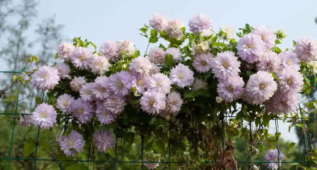小空間也能美上天，你的花園真的很需要她！