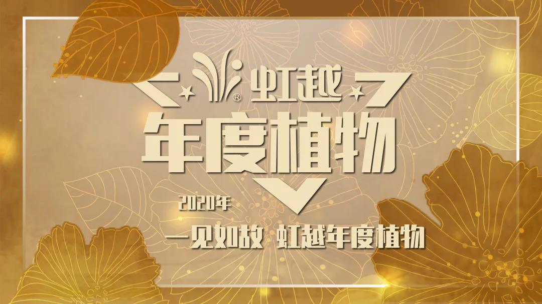 你好哇，2020虹越年度植物！