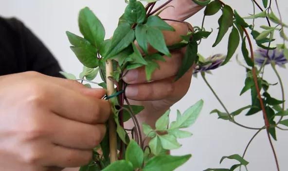 植物黃金生長季，如何給小鐵凹個(gè)美美的造型？且聽潘師傅為你講解