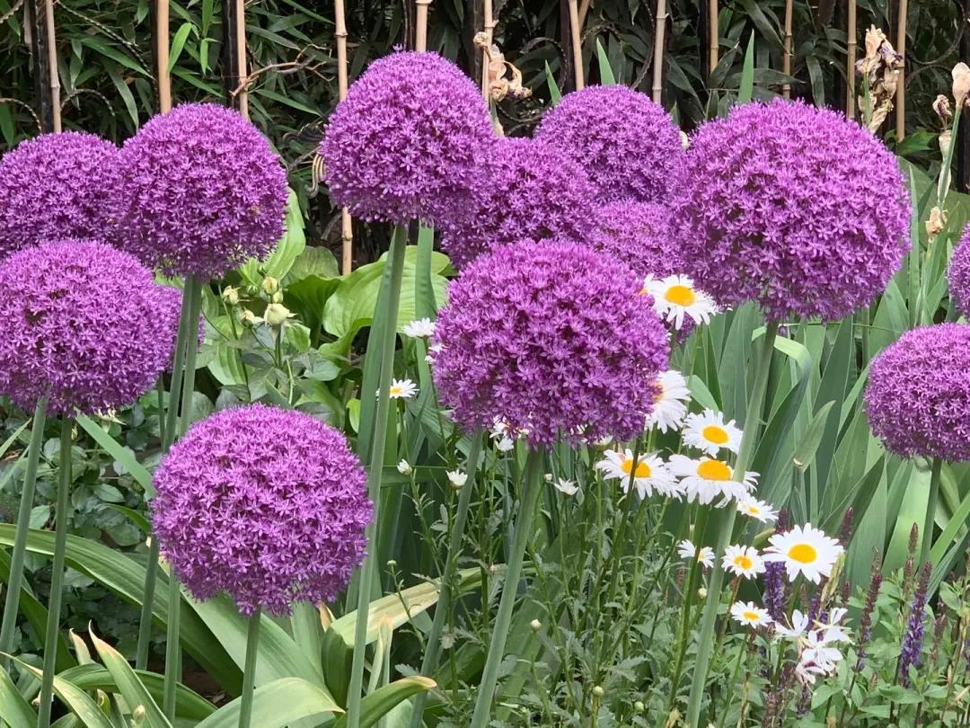 我在花園種了100棵大花蔥，年復(fù)一年美如初見