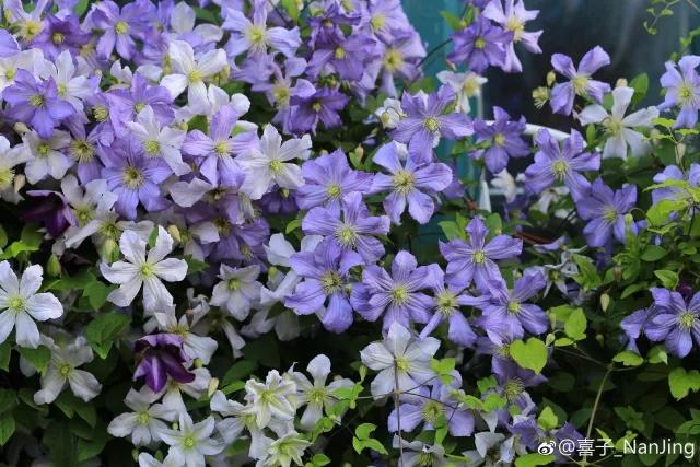 花之信 | ?傳說中的三類鐵怎么種？小鐵大神告訴你！