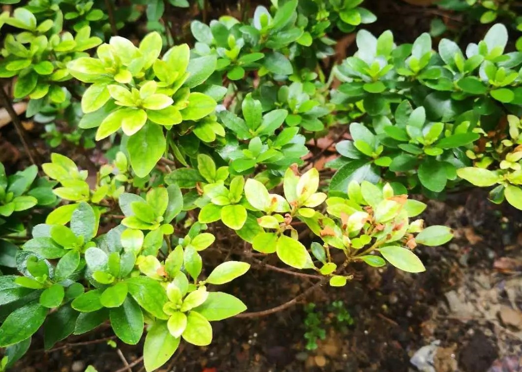 夏天植物狀態(tài)差？別急，看看是不是這5個典型問題