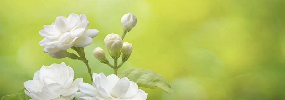 花開(kāi)半年的人間第一香，還有哪些驚喜是我們不知道的