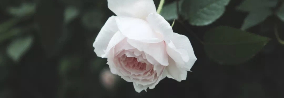 關(guān)于月季抹芽這件事，老師已經(jīng)說(shuō)倦了~