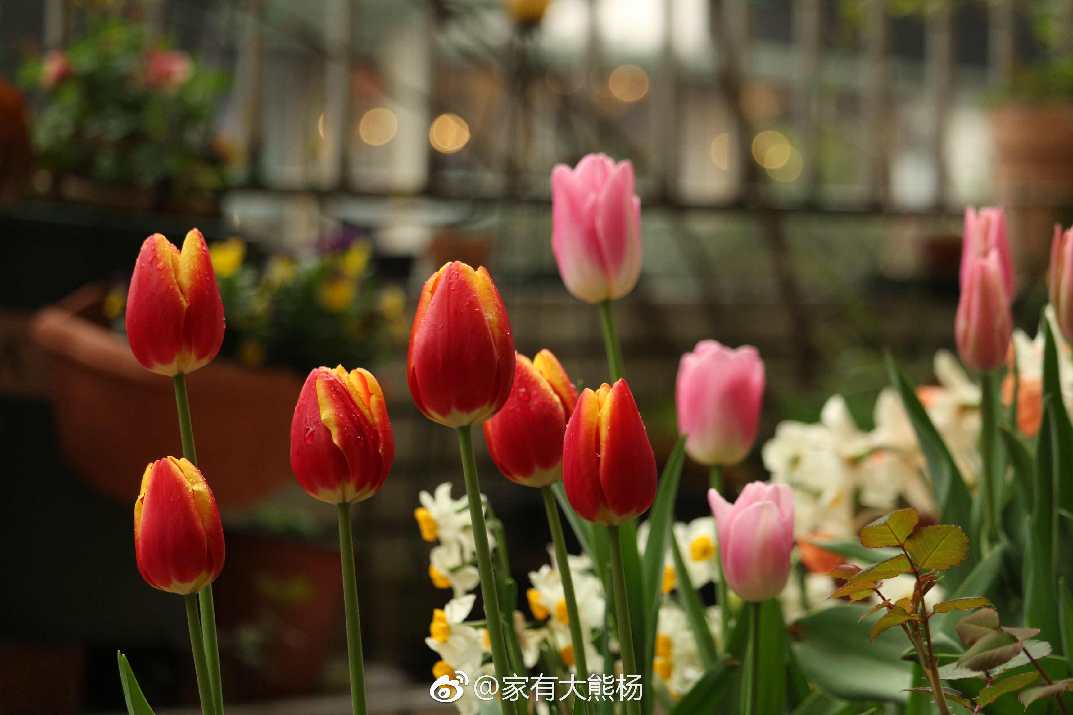 別人家花園好看的秘密，都在春天的郁金香里