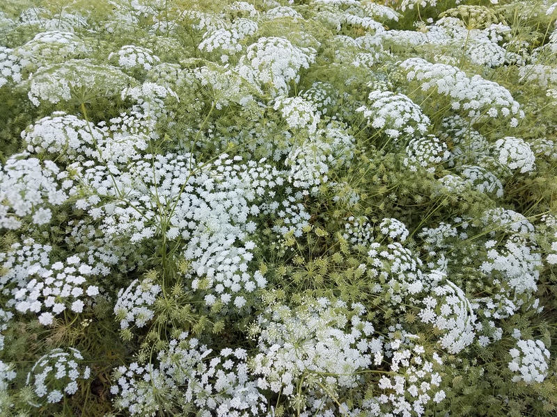 好養(yǎng)又百搭的‘花園蕾絲’，實(shí)現(xiàn)切花自由就靠它了！