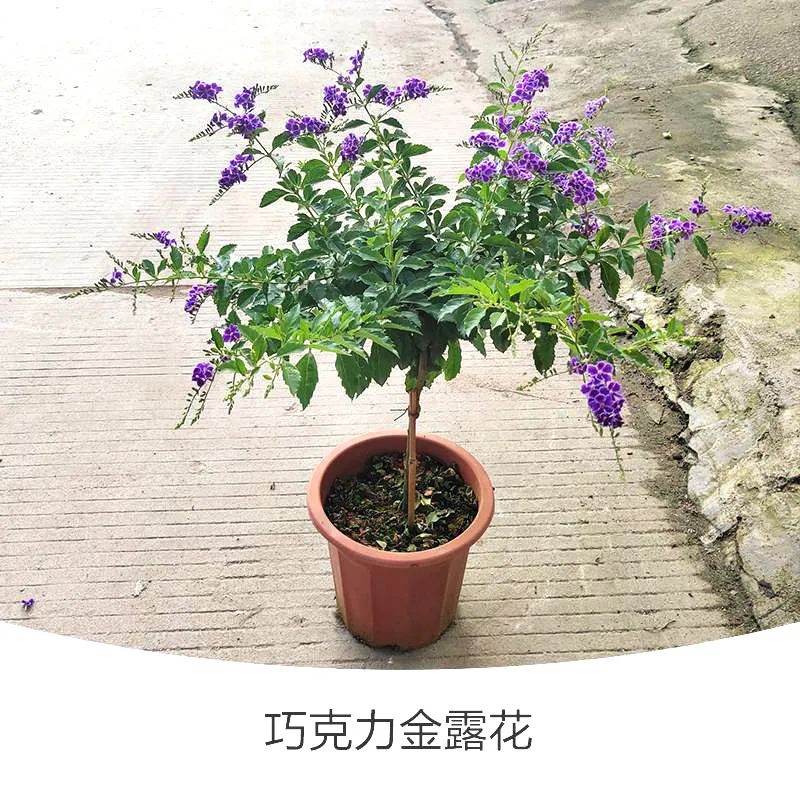 金露花 | 人間巧克力，開花時(shí)隔壁小孩要饞哭
