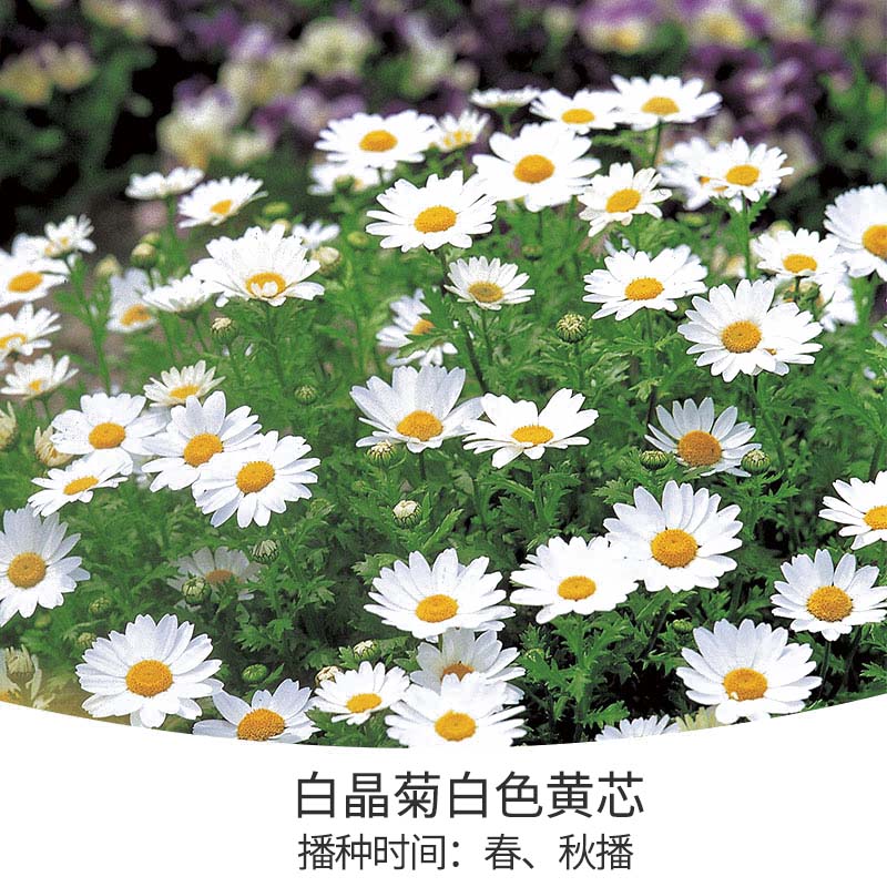 花開(kāi)堆成雪，不可錯(cuò)失的春日小晴朗上線啦！