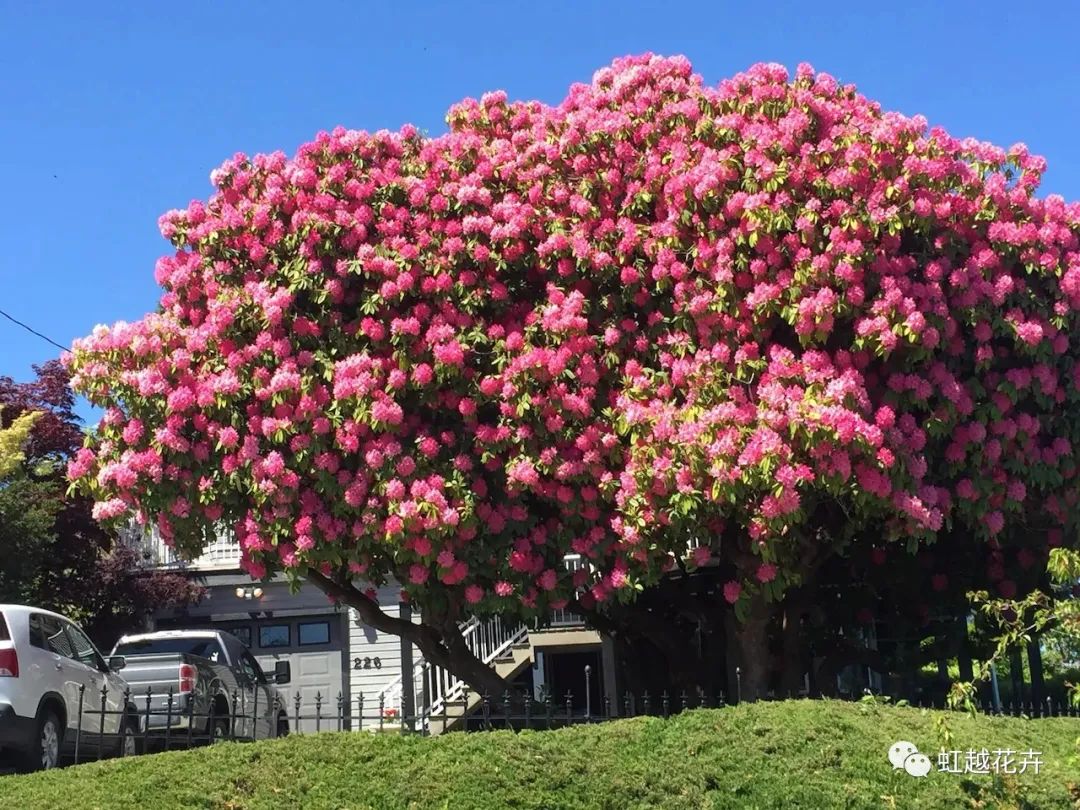 美如神的高山杜鵑，真正的花園王者！