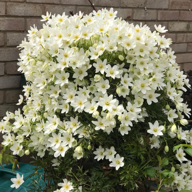 不到幾年爬滿墻！鐵線蓮中的‘開花機(jī)器’非它們莫屬~
