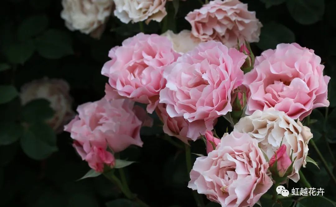 14個絕美品種！這家世界級月季終于上新了！